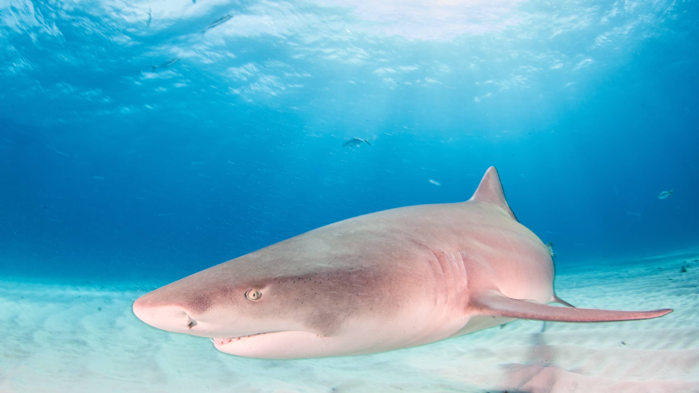 rencontrez les requins citron en formation NGAP