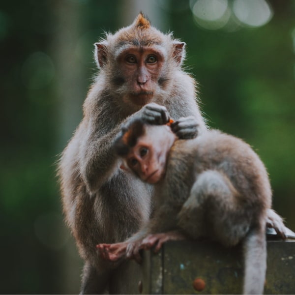voyage formation IDEL Bali singes